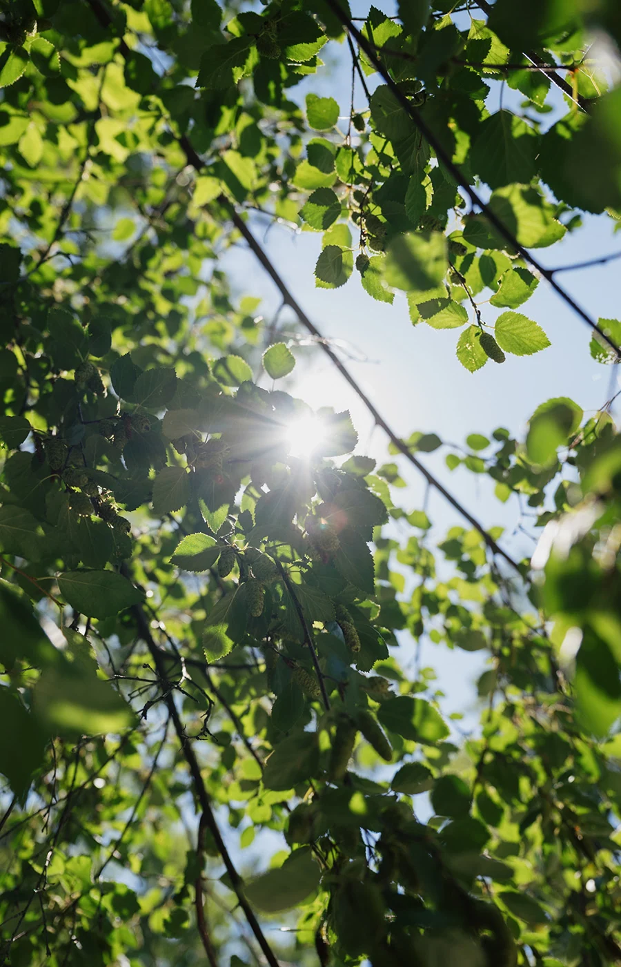 Sunlight shining through dense green leaves and branches against a clear blue sky.